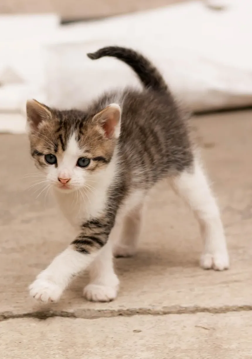 As Infecções Oculares São Comuns em Gatos?