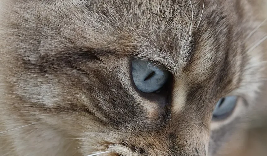 As Infecções Oculares São Comuns em Gatos?