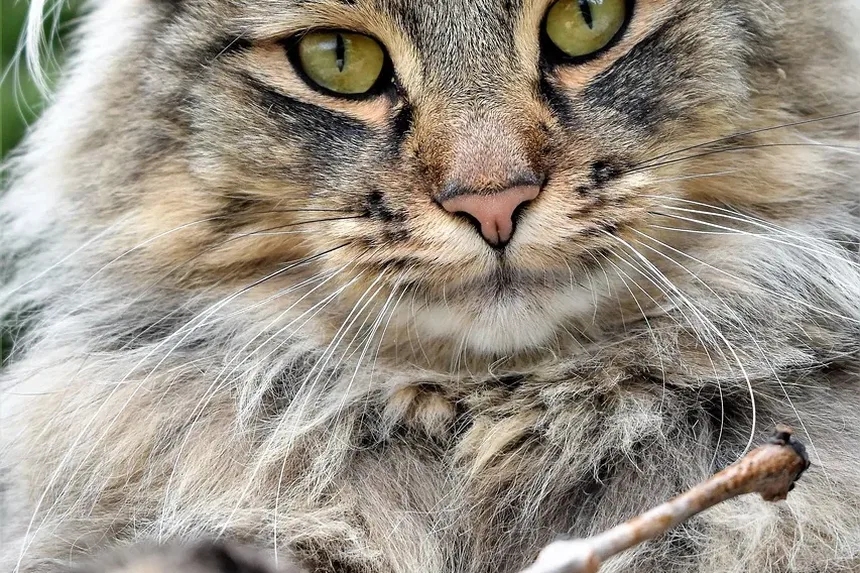 As Infecções Oculares São Comuns em Gatos?