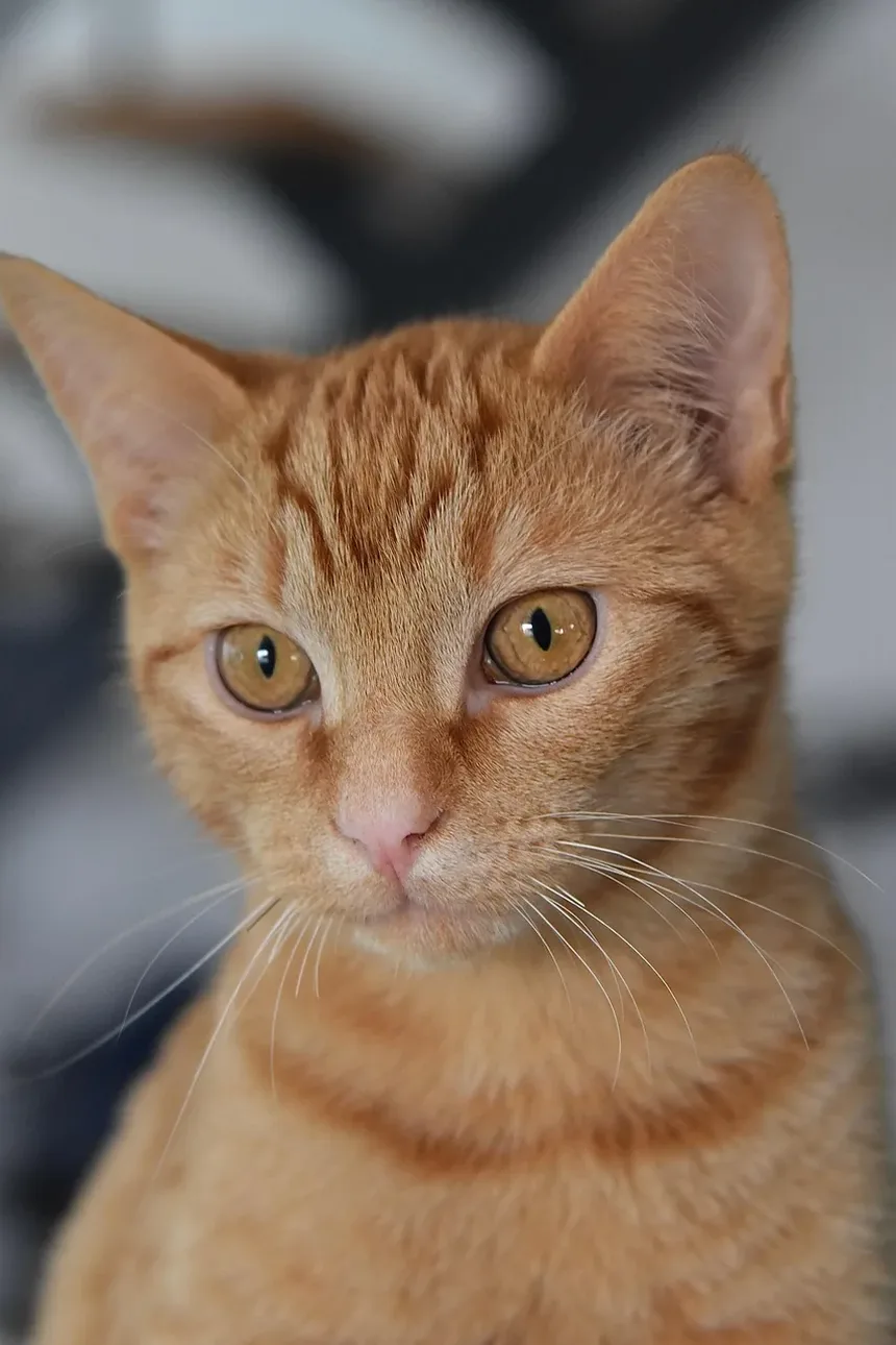 Ácaros de Ouvido em Gatos Podem Ser Tratados em Casa?