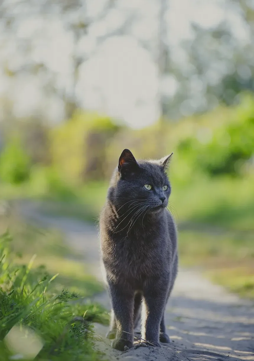 Ácaros de Ouvido em Gatos Podem Ser Tratados em Casa?