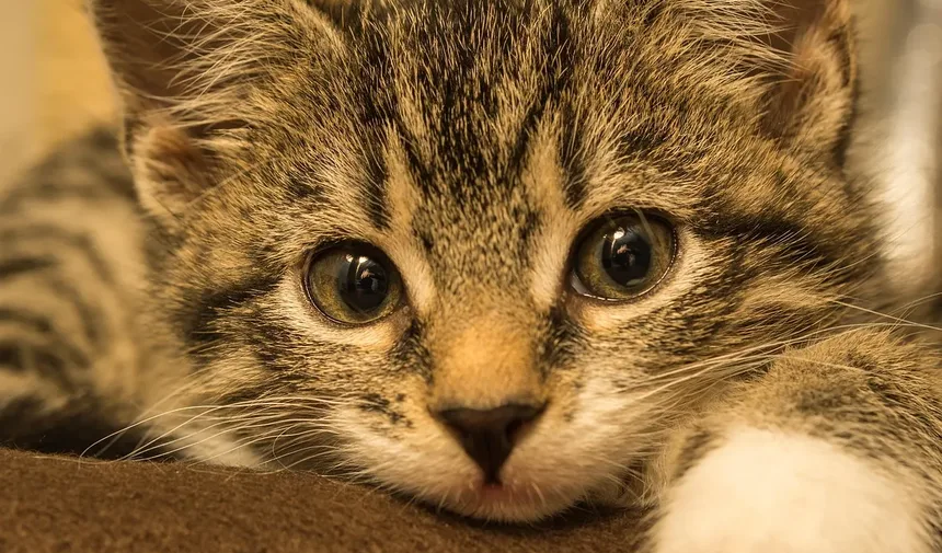 Ácaros de Ouvido em Gatos Podem Ser Tratados em Casa?