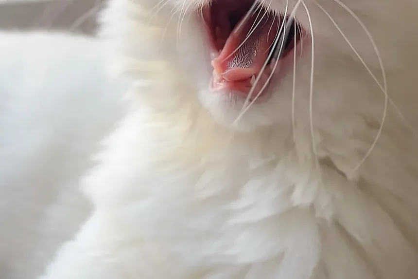 Ácaros de Ouvido em Gatos Podem Ser Tratados em Casa?