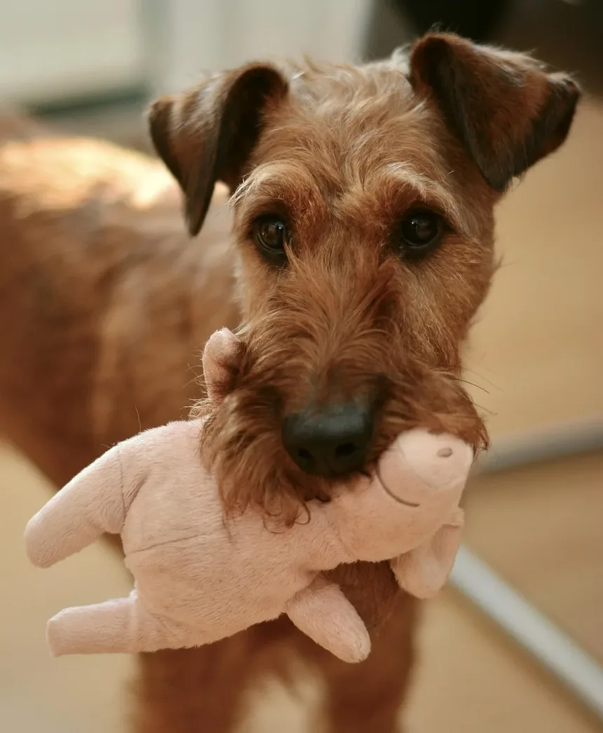 As Vacinas para Cães Podem Ter Efeitos Colaterais?