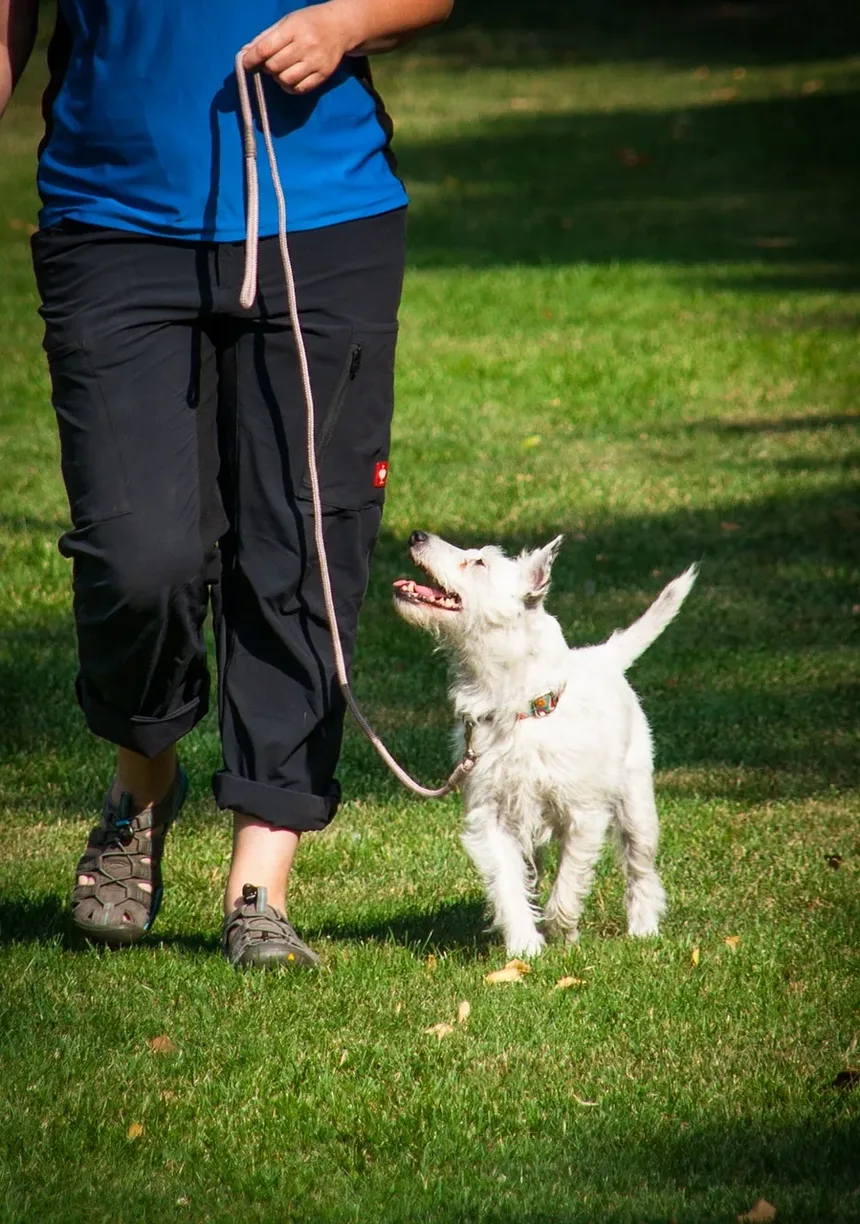 As Vacinas para Cães Podem Ter Efeitos Colaterais?