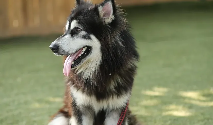 As Vacinas para Cães Podem Ter Efeitos Colaterais?