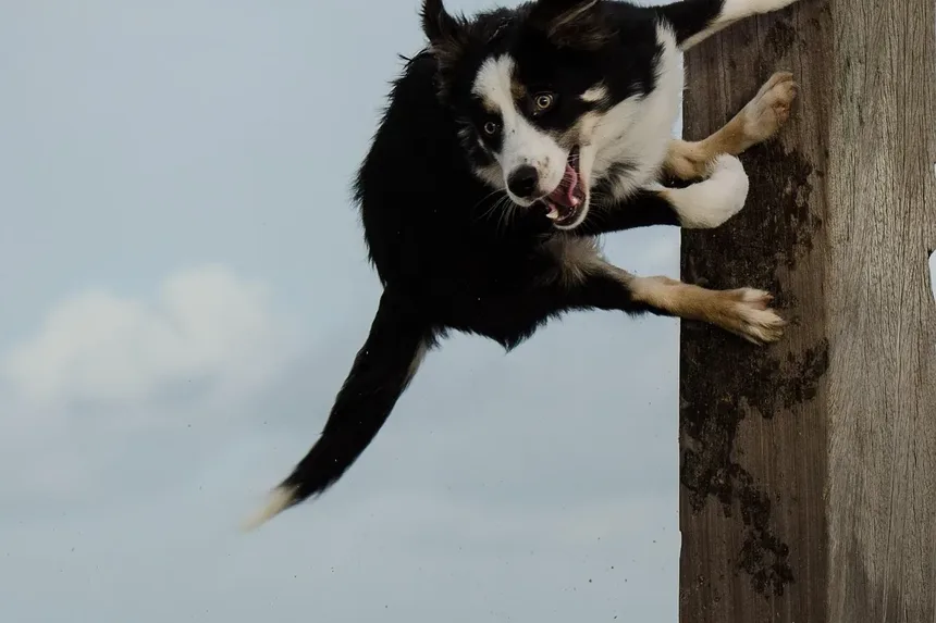 As Vacinas para Cães Podem Ter Efeitos Colaterais?