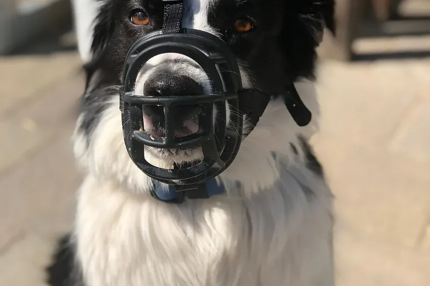 Remédio Caseiro com Ácido Bórico para Infecção de Ouvido em Cães: Um Guia Completo