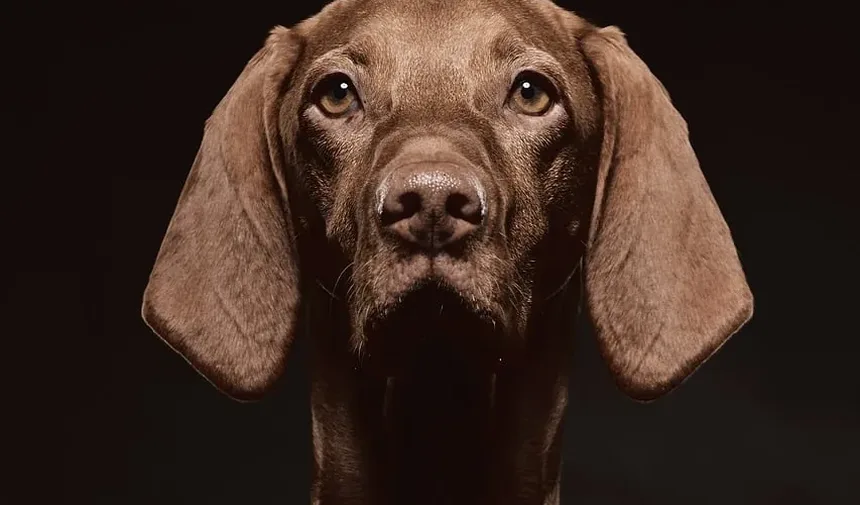 Tratamento de Infecção de Ouvido em Cães em Casa: Usando Peróxido de Hidrogênio