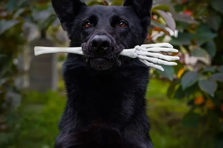 Tratamento de Infecção de Ouvido em Cães em Casa: Usando Peróxido de Hidrogênio