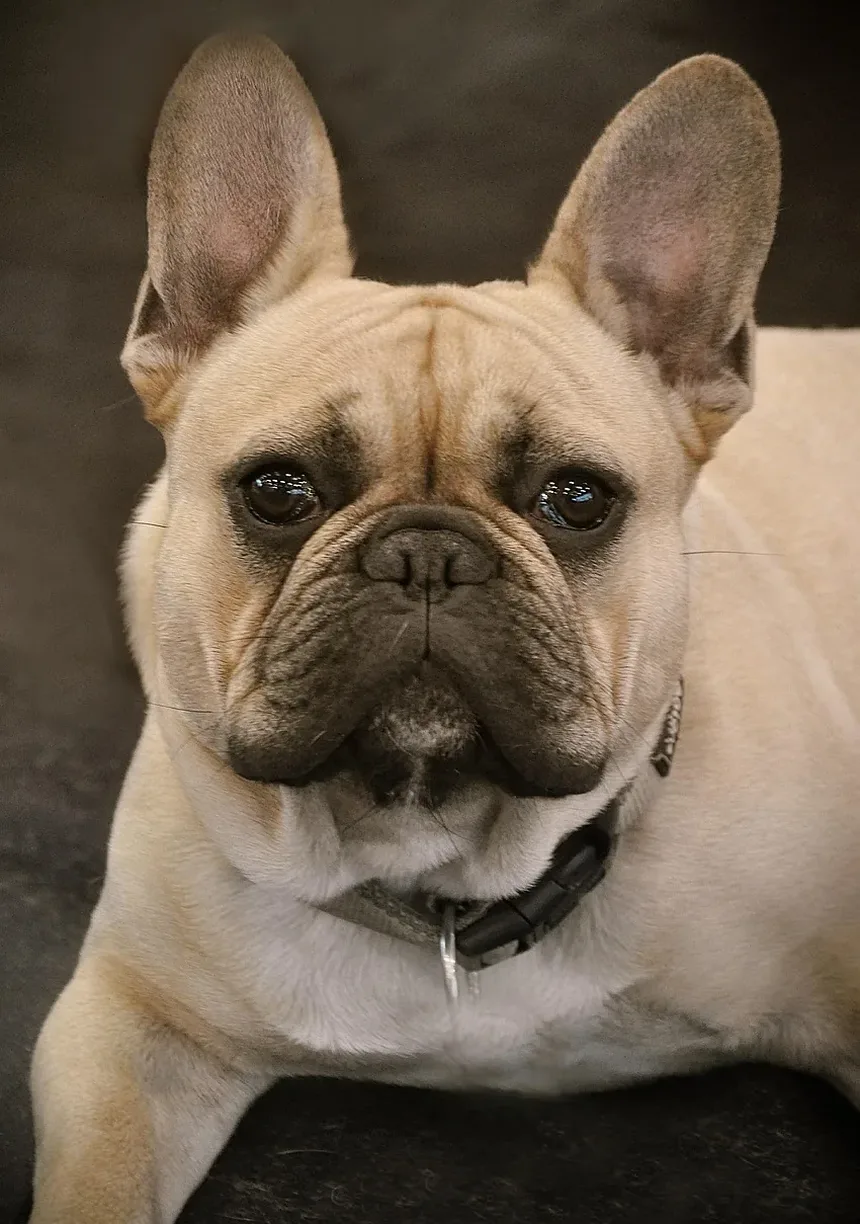 Vacinação de Cães Antes da Hospedagem: Guia Essencial para Donos de Pets