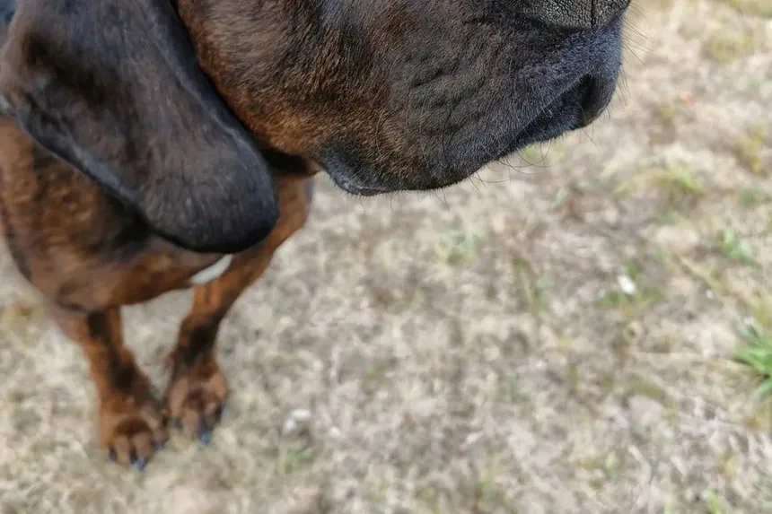 Vacinação de Cães Antes da Hospedagem: Guia Essencial para Donos de Pets