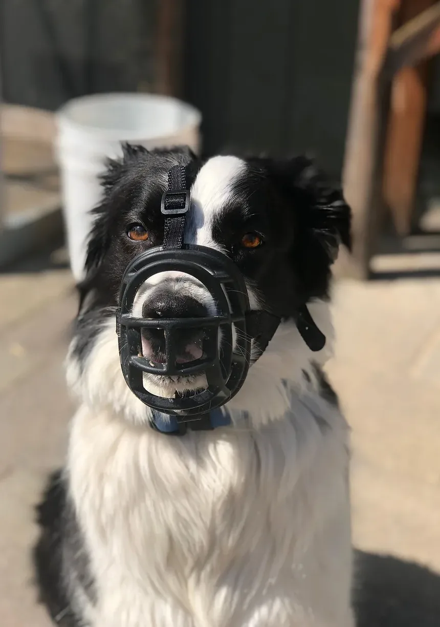 Como Posso Saber Se Meu Cão Tem Problemas nos Olhos?