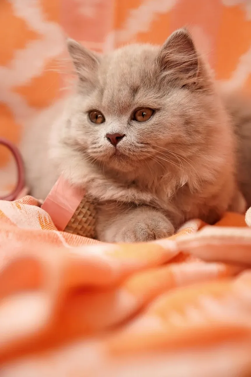 Como Eliminar Parasitas em Gatos Naturalmente