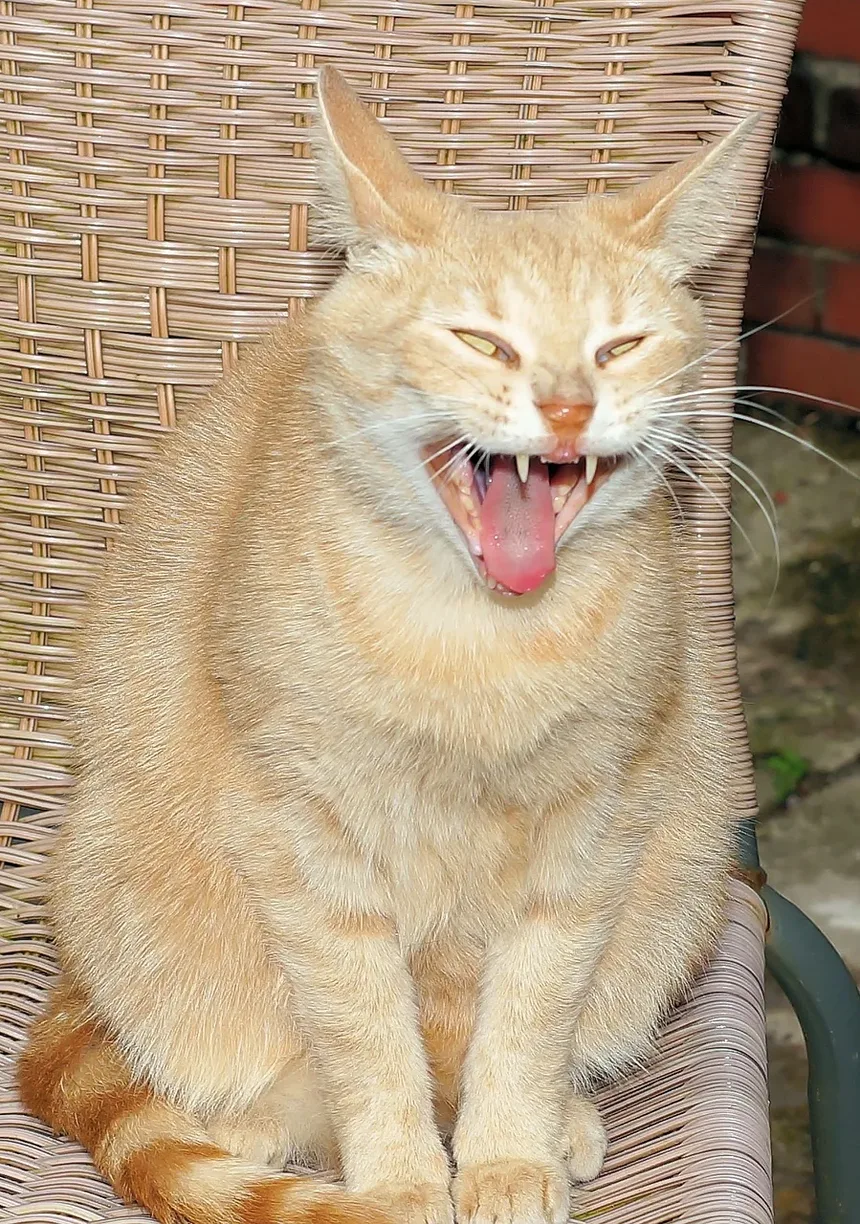 Como Eliminar Parasitas em Gatos Naturalmente