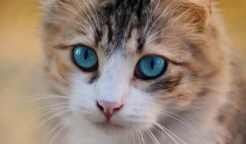 Como Eliminar Parasitas em Gatos Naturalmente
