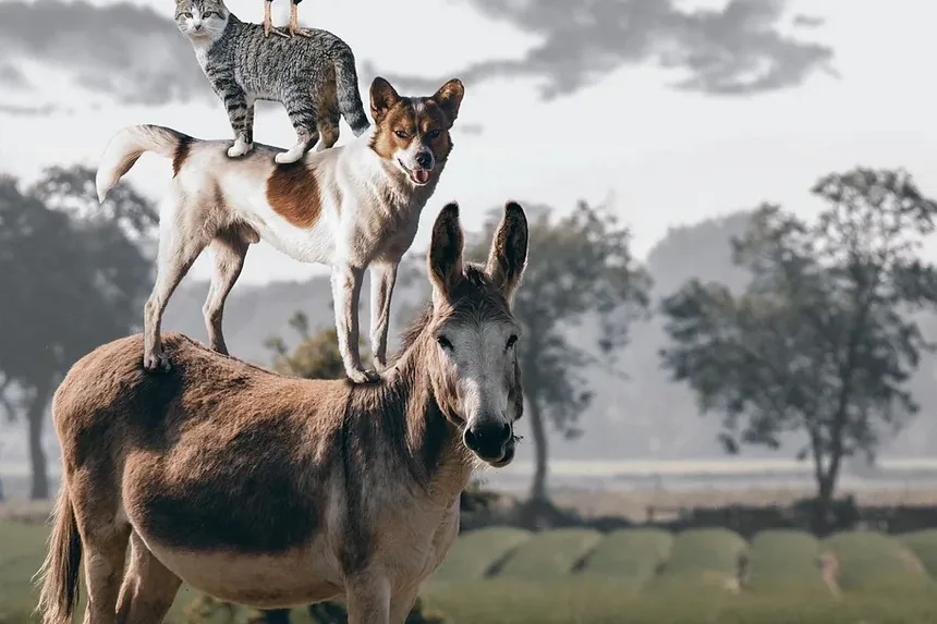 Como Eliminar Parasitas em Gatos Naturalmente
