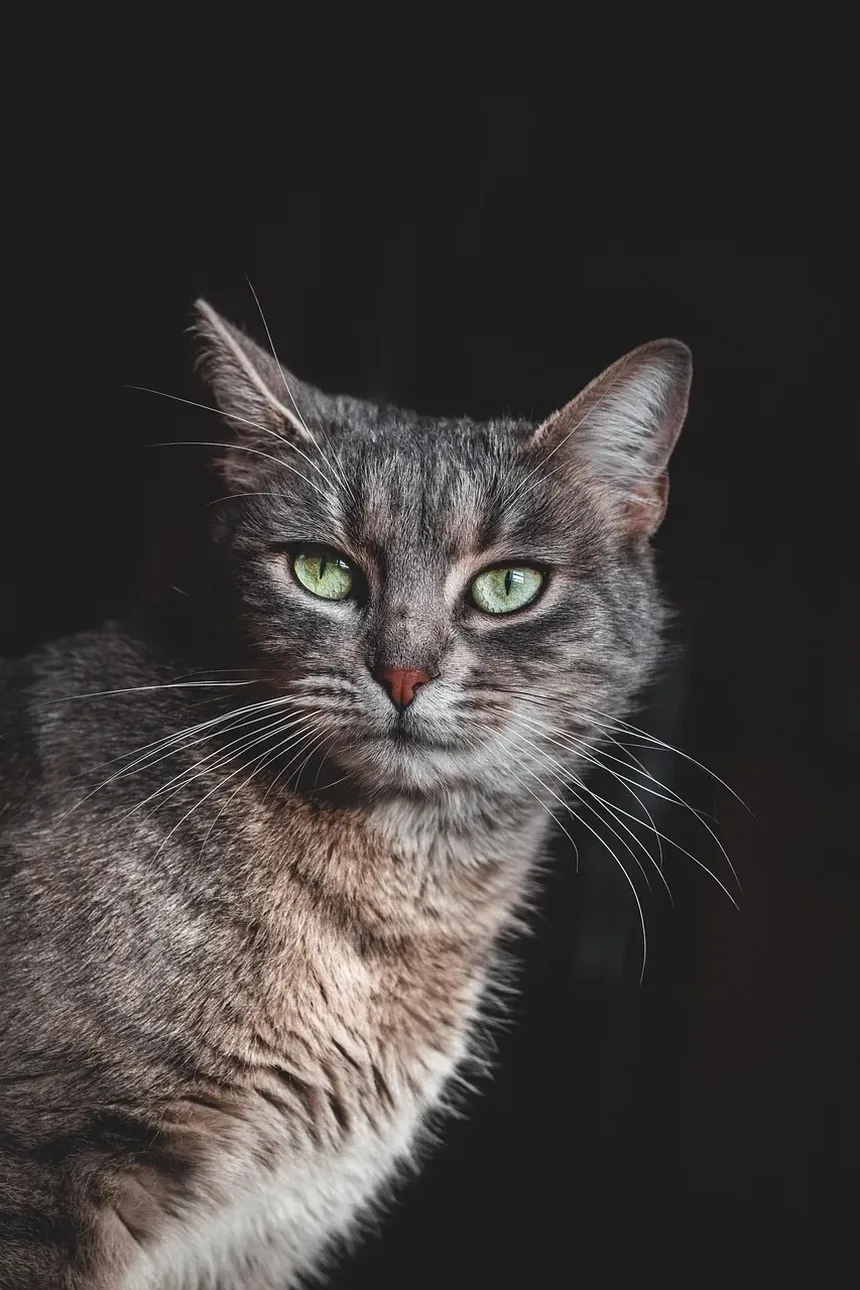 Como Ajudar na Higiene de Gatos Idosos: Dicas Essenciais para Cuidados