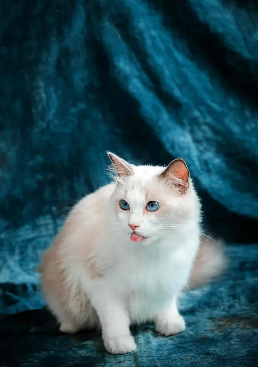 Como Ajudar na Higiene de Gatos Idosos: Dicas Essenciais para Cuidados