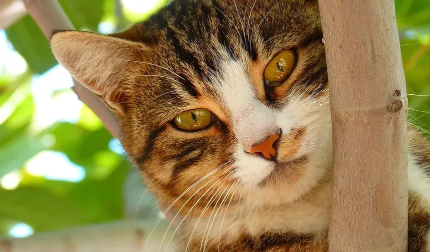 Como Ajudar na Higiene de Gatos Idosos: Dicas Essenciais para Cuidados