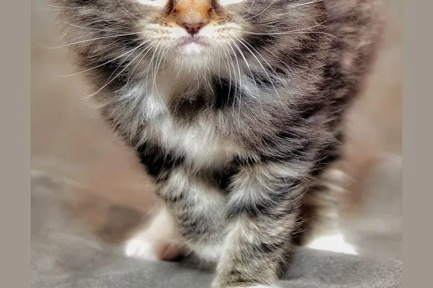 Como Ajudar na Higiene de Gatos Idosos: Dicas Essenciais para Cuidados
