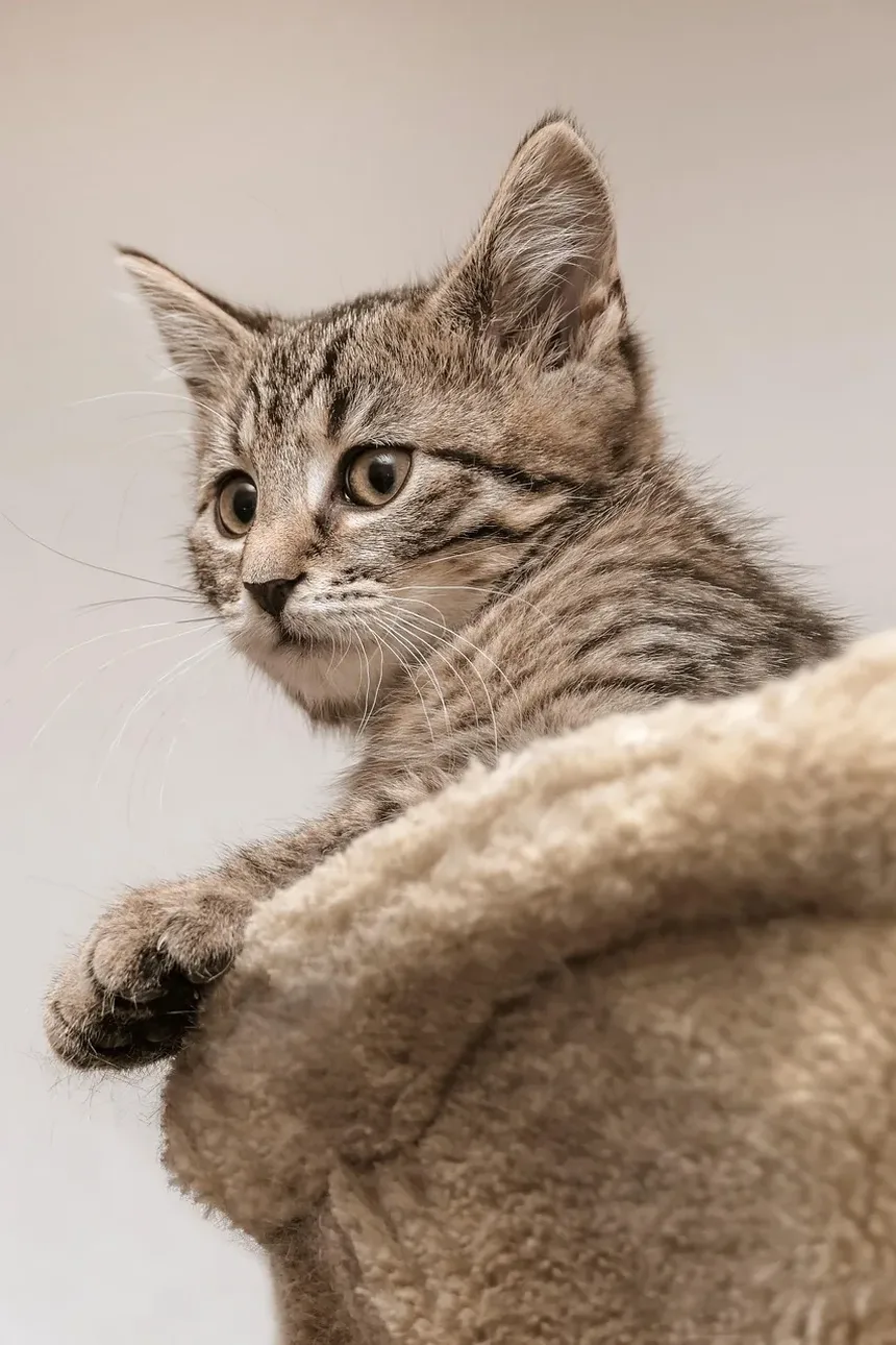 Como Ajudar Gatos Idosos com Artrite