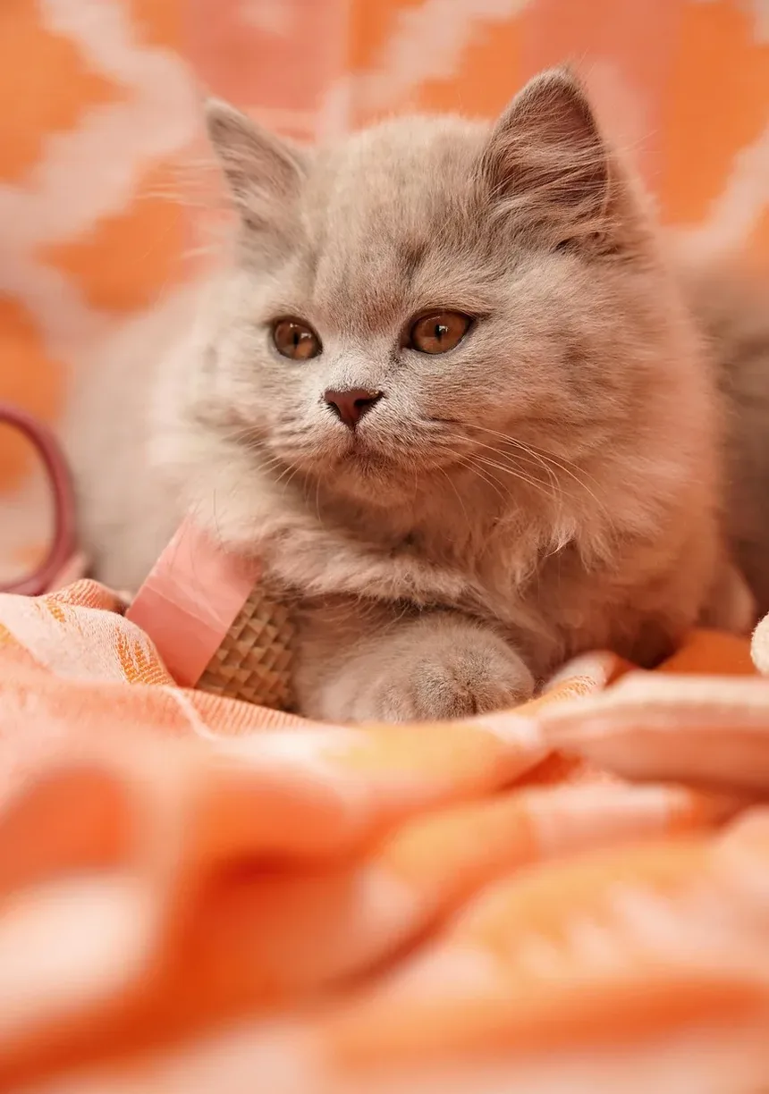 Como Ajudar Gatos Idosos com Artrite