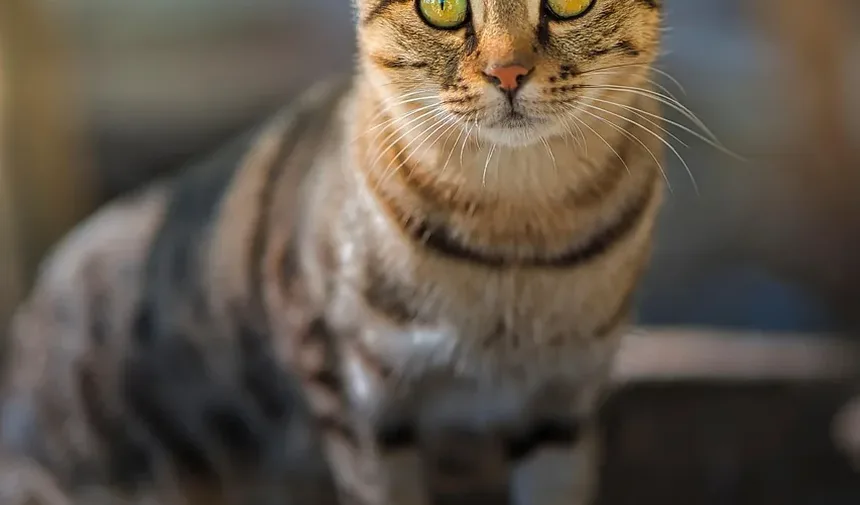 Como Ajudar Gatos Idosos com Artrite