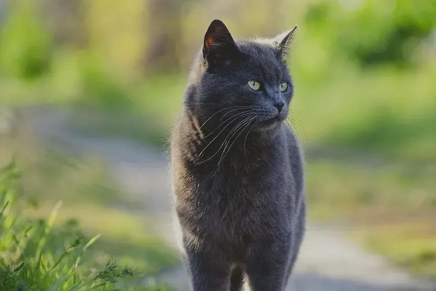 Como Ajudar Gatos Idosos com Artrite
