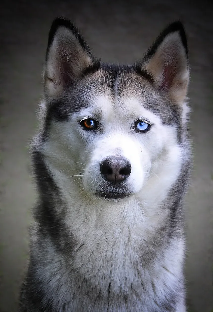 Como Prevenir Vermes Manga em Cães: Um Guia Completo