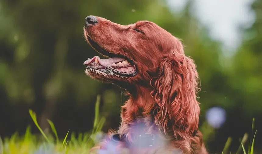 Como Prevenir Vermes Manga em Cães: Um Guia Completo
