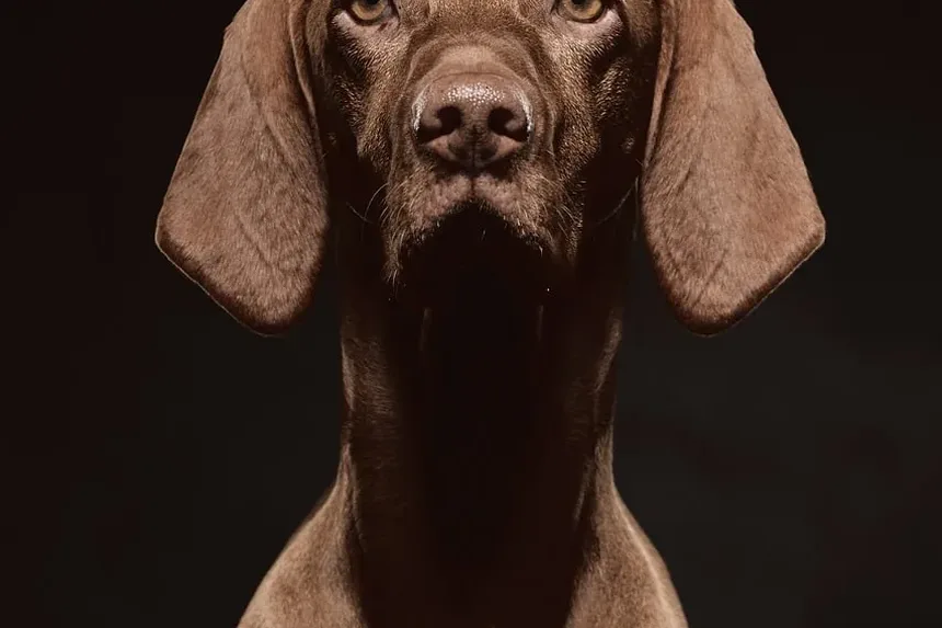 Como Prevenir Vermes Manga em Cães: Um Guia Completo