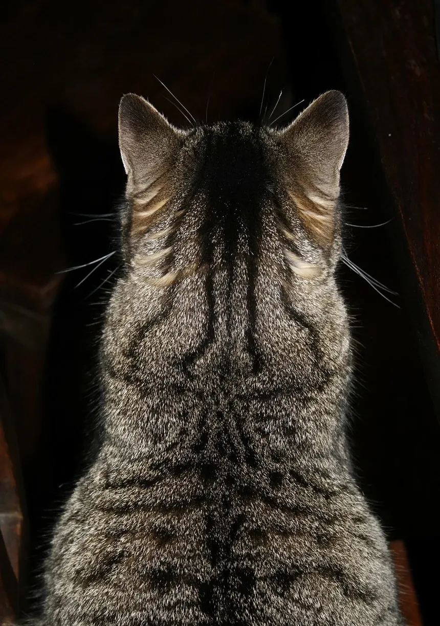 Como Escovar um Gato Corretamente: Um Guia Completo