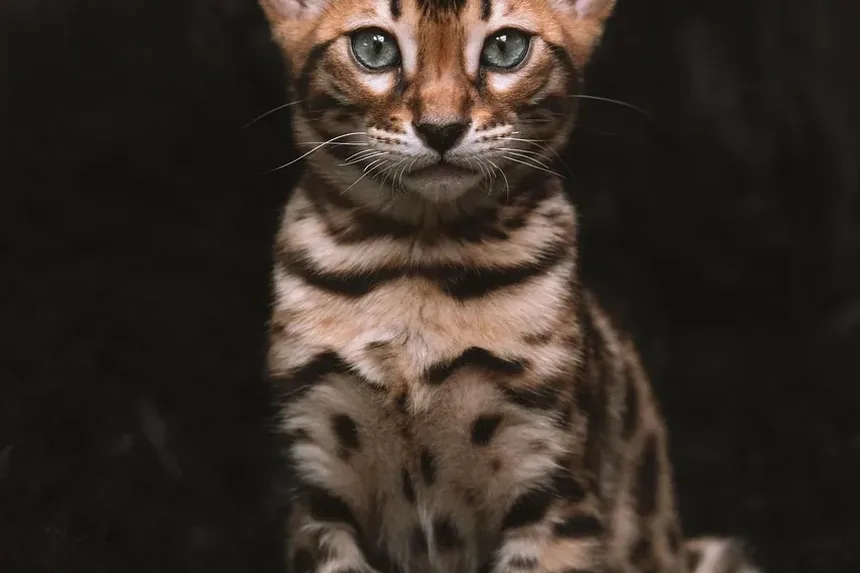 Como Escovar um Gato Corretamente: Um Guia Completo