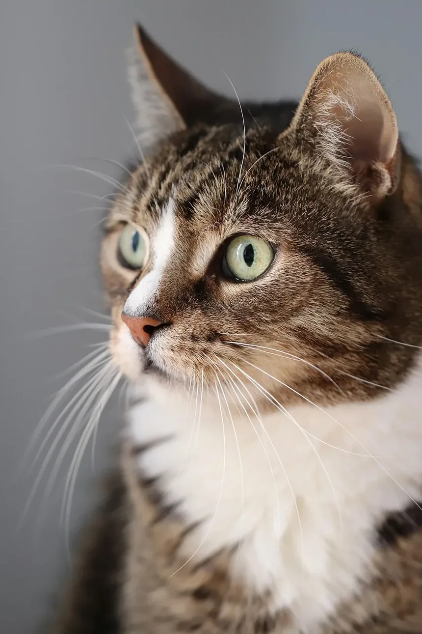 Problemas de Saúde Mais Comuns em Gatos
