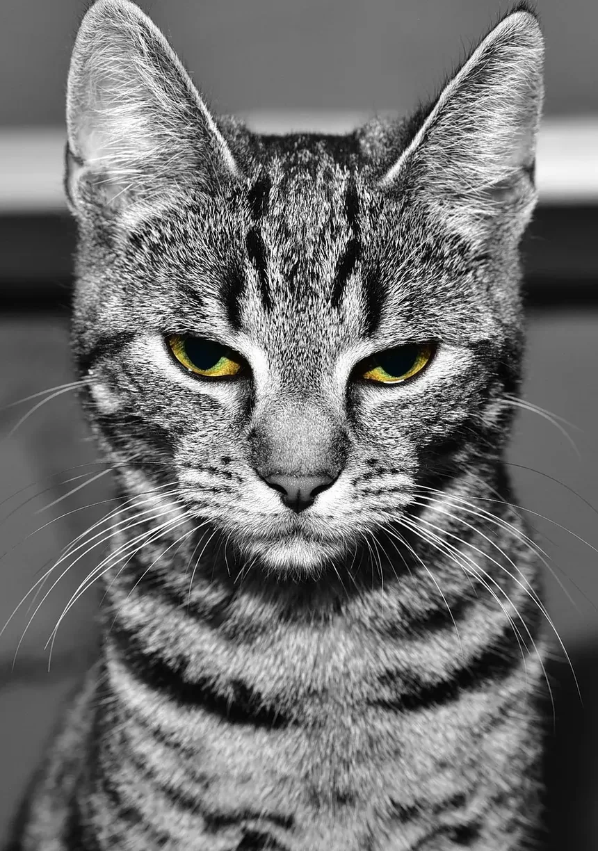 Problemas de Saúde Mais Comuns em Gatos