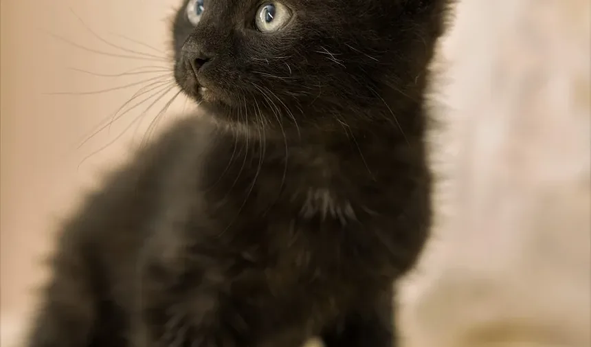 Problemas de Saúde Mais Comuns em Gatos