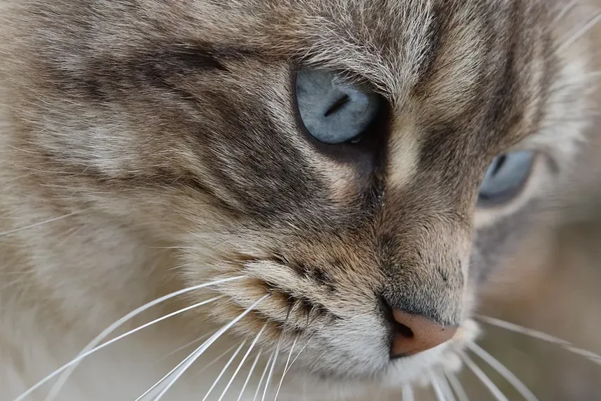 Problemas de Saúde Mais Comuns em Gatos