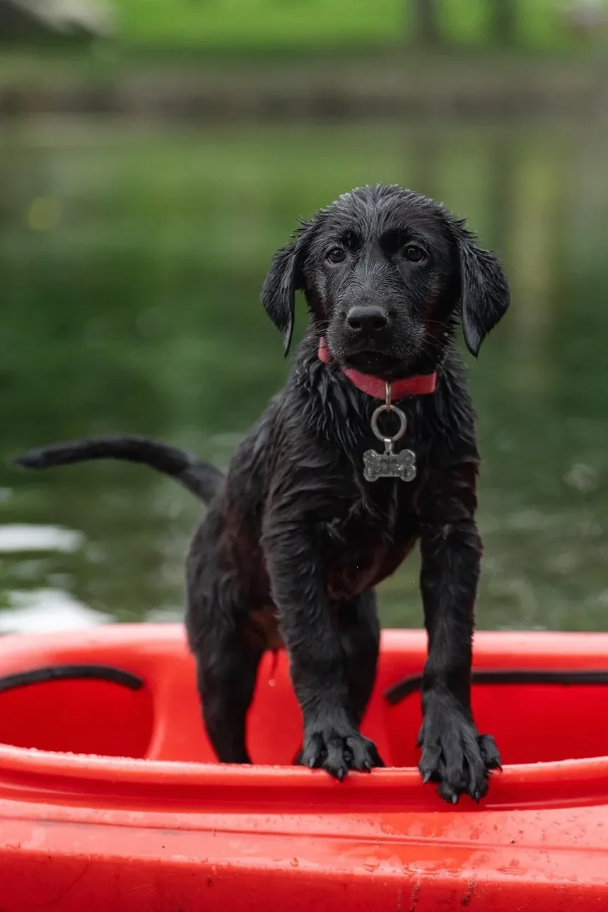 Tratamento Natural para Parasitas em Cães: Remédios Caseiros