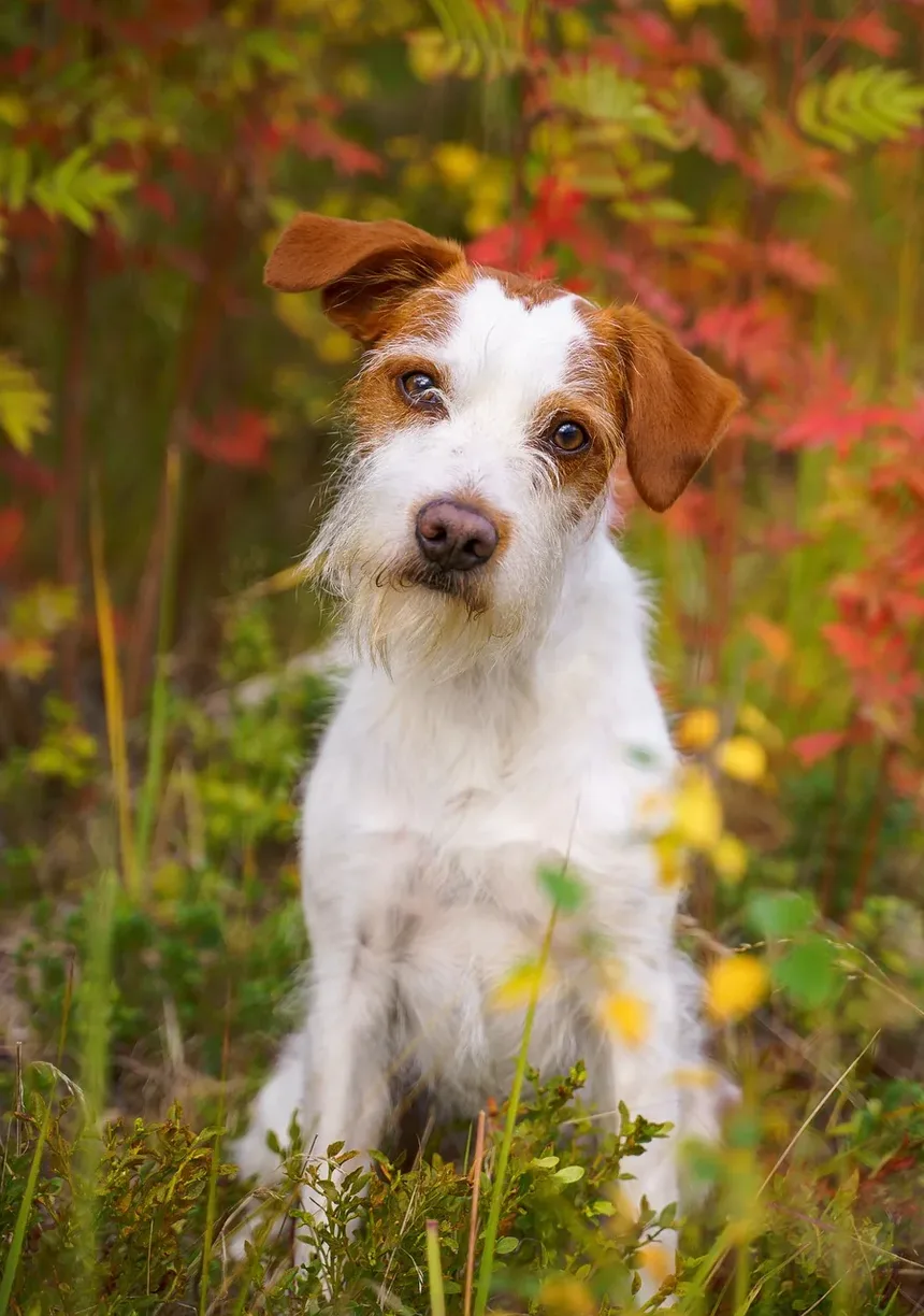 Tratamento Natural para Parasitas em Cães: Remédios Caseiros