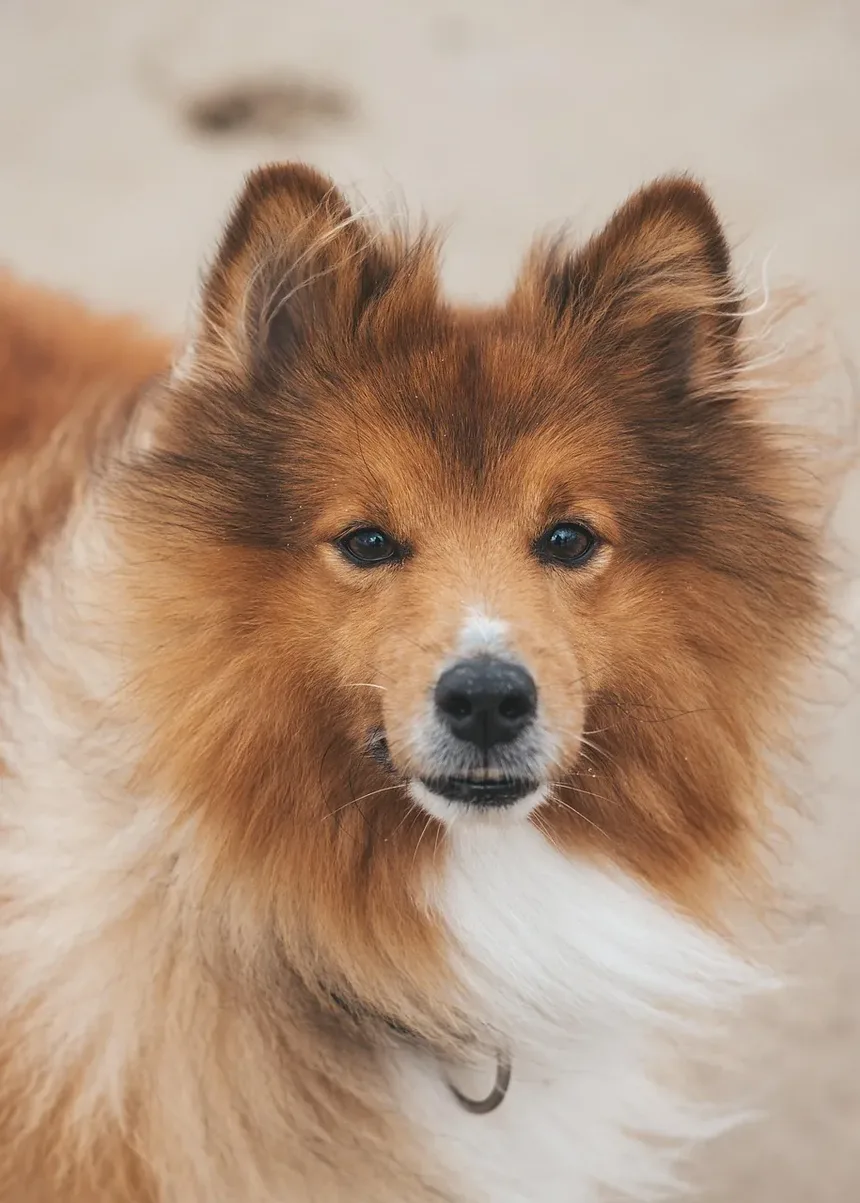 Efeitos Colaterais da Vacinação C5 para Cães na Austrália