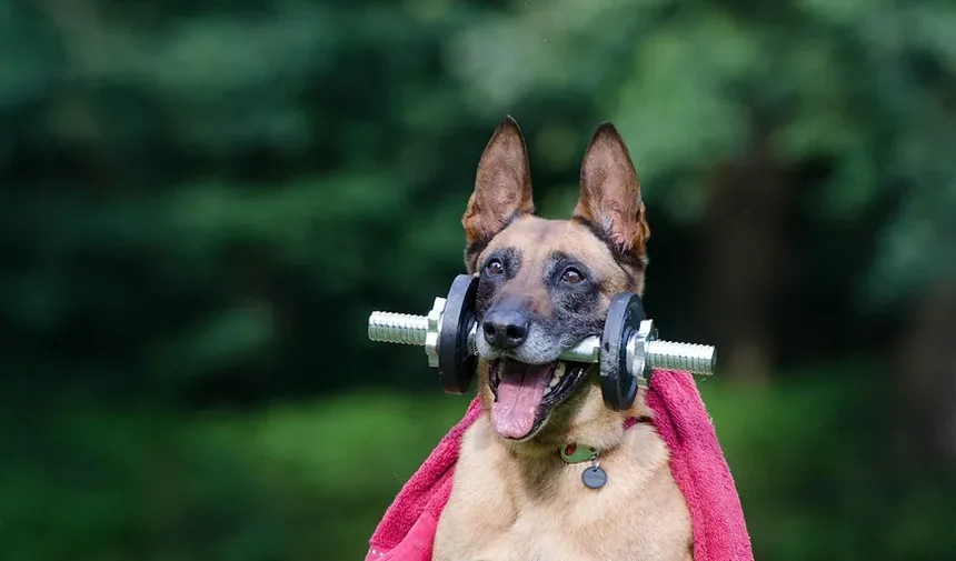 Efeitos Colaterais da Vacinação C5 para Cães na Austrália