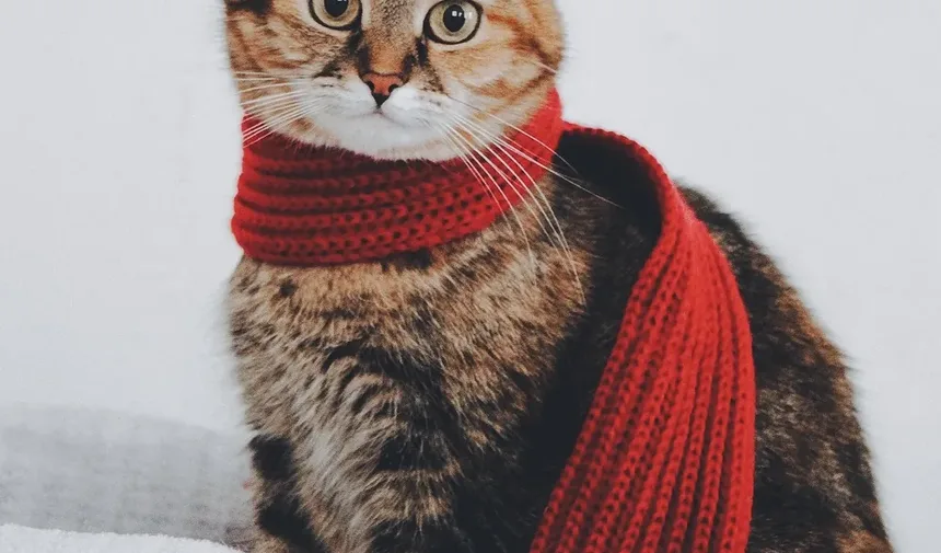 Sinais de que Meu Gato Está com um Dente Ruim: Identificando Problemas Dentários Precoce