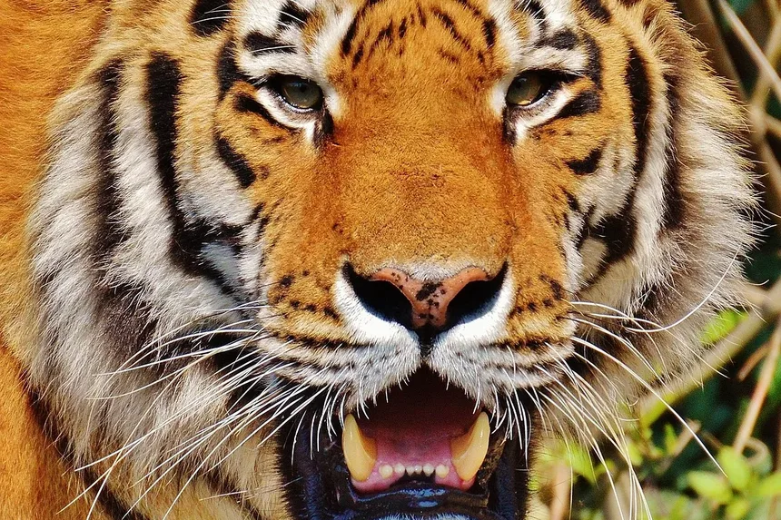 Sinais de que Meu Gato Está com um Dente Ruim: Identificando Problemas Dentários Precoce
