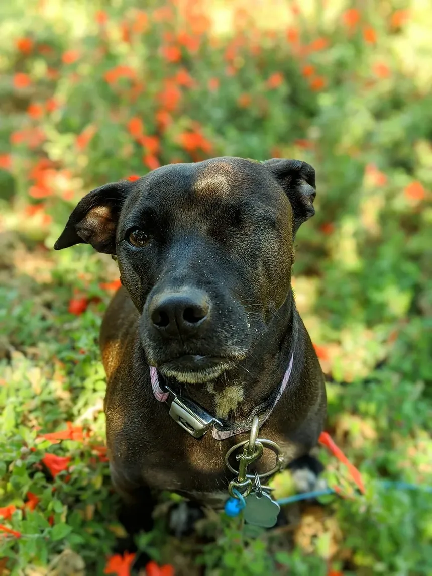Sinais de Intoxicação por Isca para Cães: Reconhecendo os Sintomas e Agindo