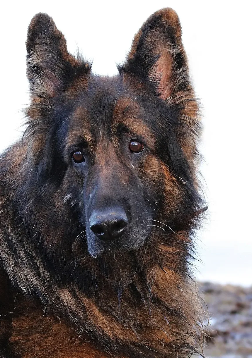 Sinais de Intoxicação por Isca para Cães: Reconhecendo os Sintomas e Agindo