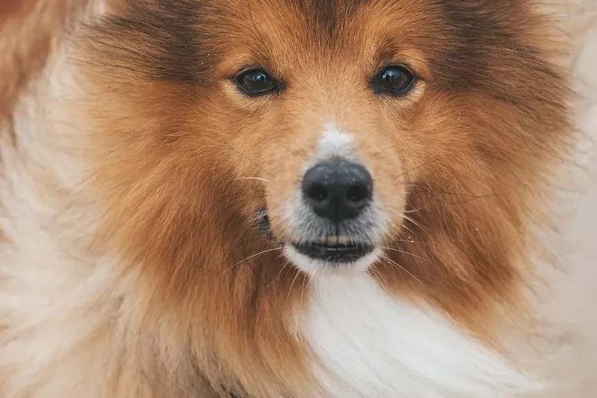 Sinais de Intoxicação por Isca para Cães: Reconhecendo os Sintomas e Agindo