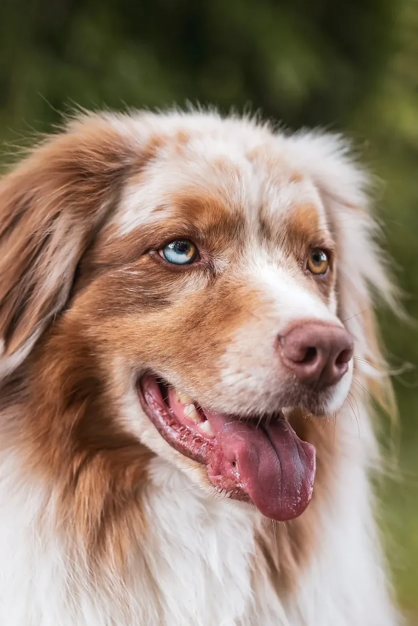 Sinais de Problemas de Visão em Cães: Um Guia Completo para Donos de Pets
