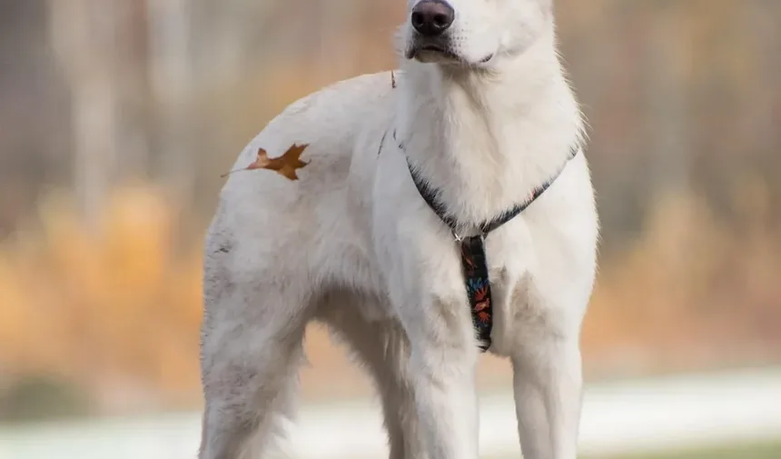 Sinais de Problemas de Visão em Cães: Um Guia Completo para Donos de Pets