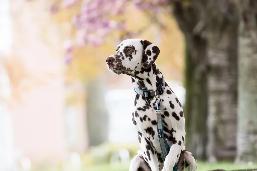 Sinais de Problemas de Visão em Cães: Um Guia Completo para Donos de Pets